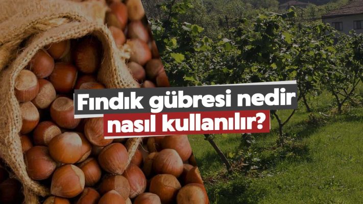 Fındık gübresi